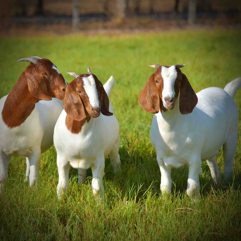 Boer Goat
