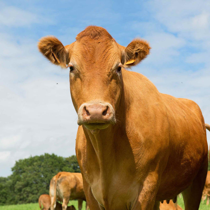 Cow Qurbani Animal