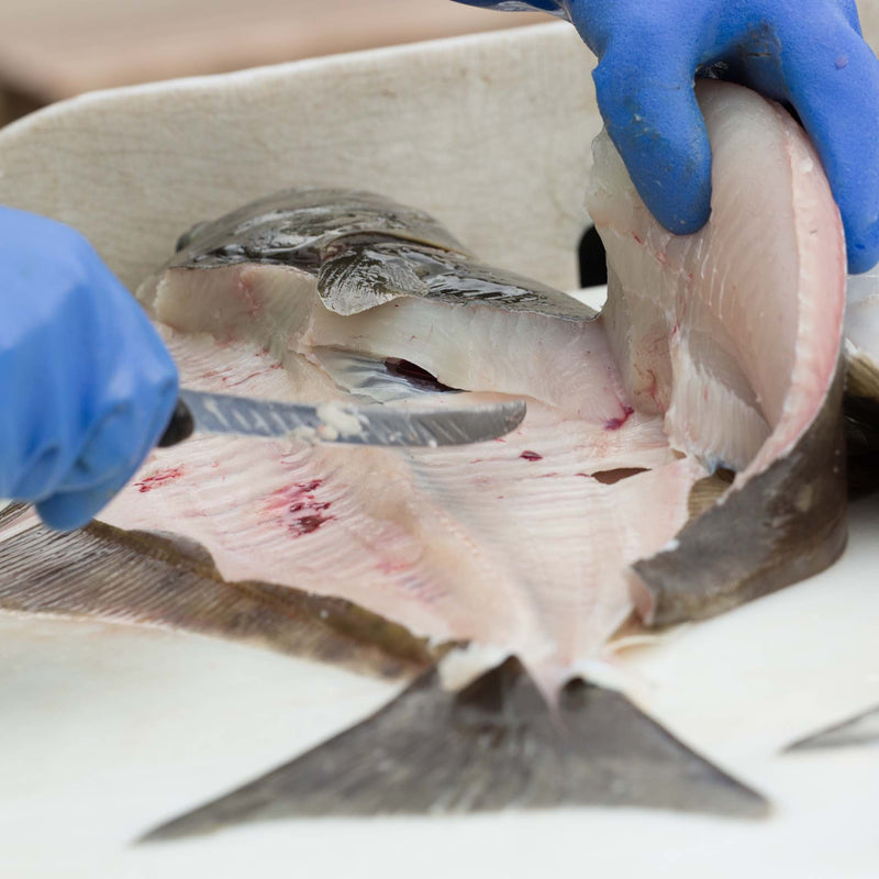 Wild Caught Halibut - 4