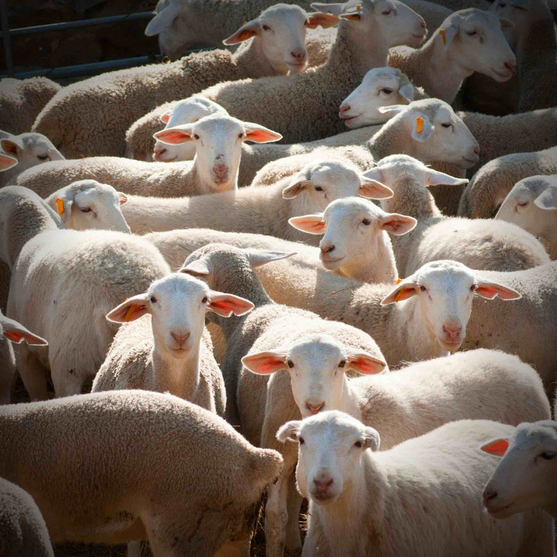 Qurbani Udhiyah Lamb
