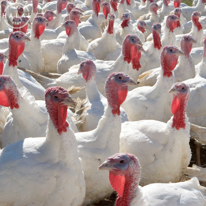 Zabiha Halal Turkey Whole - Live