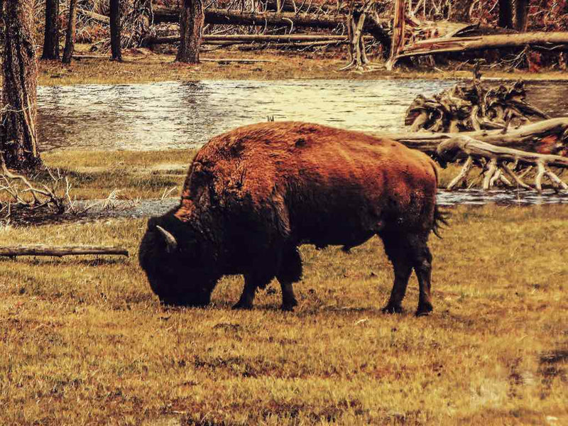 Bison Ranching: A Sustainable and Ethical Farming Practice – One Stop Halal
