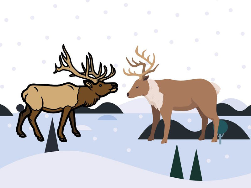 Elk vs. Caribou Meat: A Nutritional and Culinary Comparison – One Stop ...