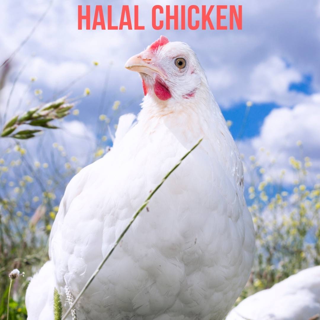 Halal Chicken