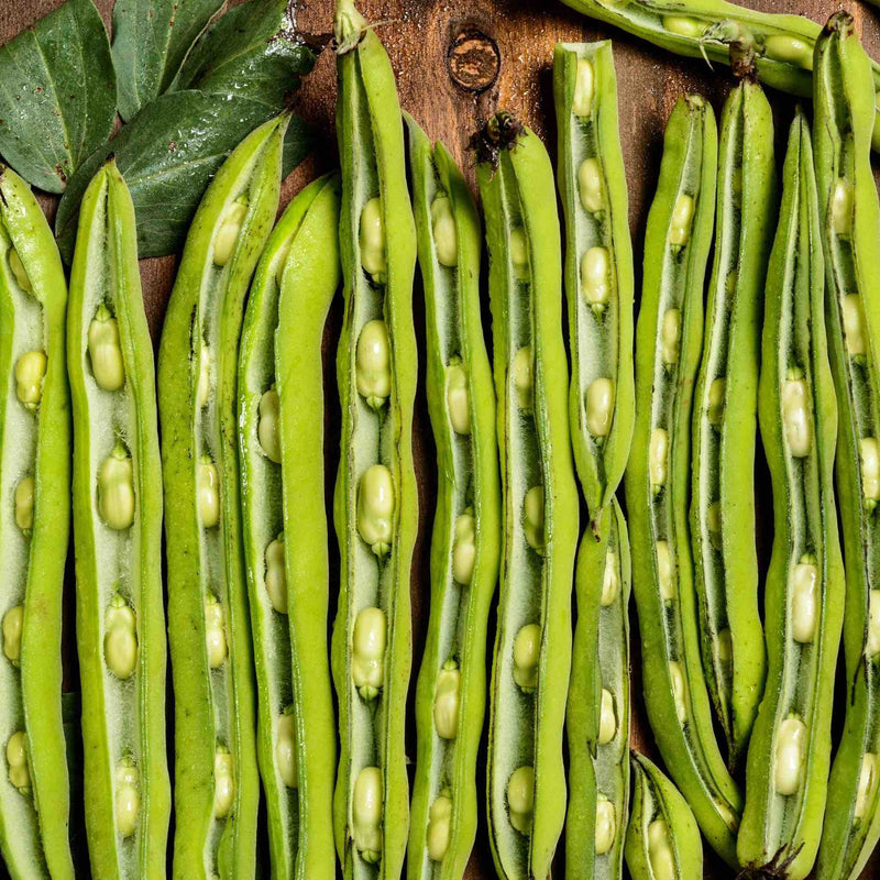 Flat Green Beans Surti Papdi Lilva